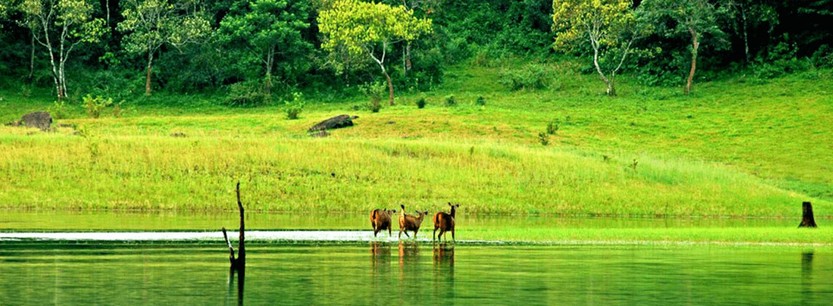 thekkady