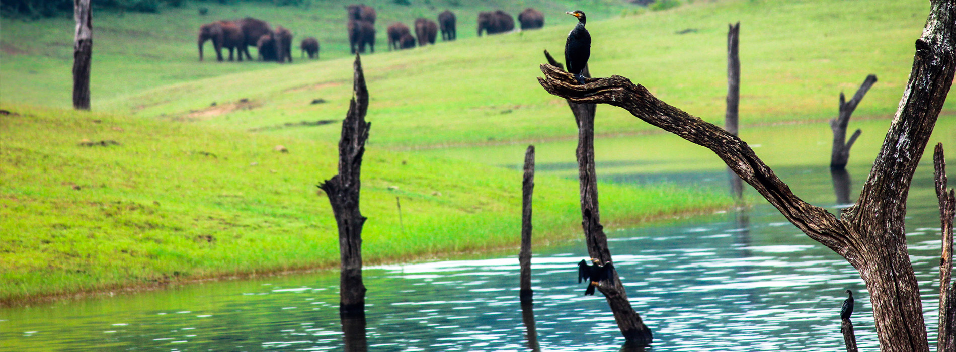 thekkady